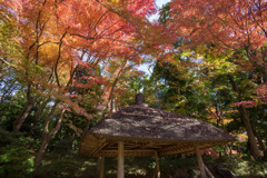 小石川後楽園【丸屋付近の紅葉】20171126