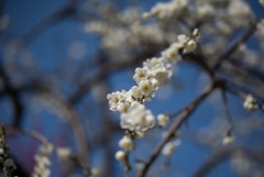 府中市郷土の森梅園【梅：新茶青】①20190302