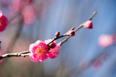 府中市郷土の森【早咲きの梅：八重寒紅】②20220205