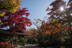 昭和記念公園【日本庭園：清池軒】②20201114