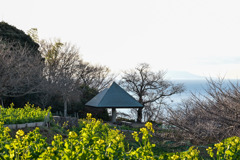 吾妻山公園【菜の花畑と休憩場】20260104