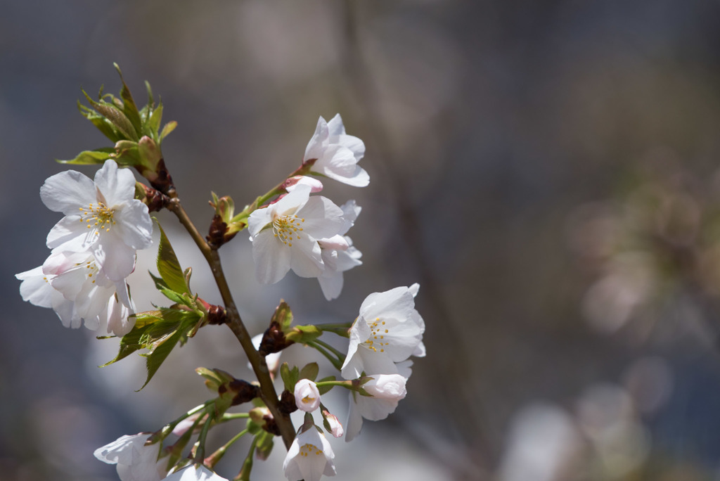 新宿御苑【大島桜】①20180317