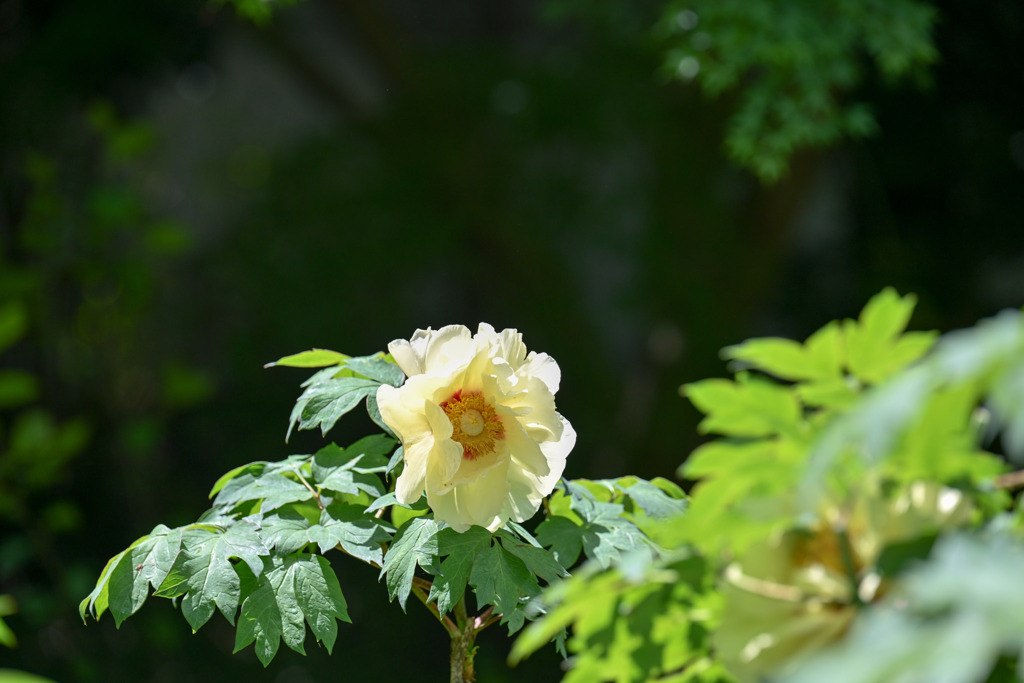 神代植物公園【牡丹：黄冠】20250429