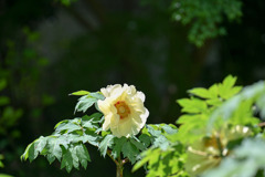 神代植物公園【牡丹：黄冠】20250429