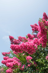 【大船植物園(百日紅：セミノール)】①20150802
