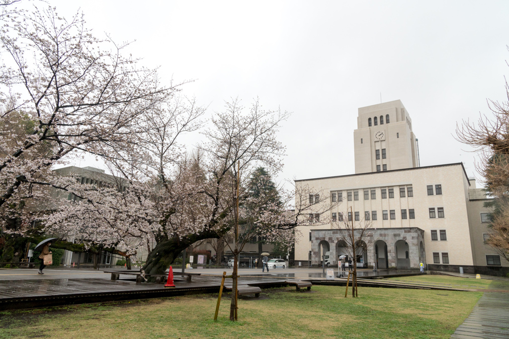 東工大の桜【キャンパス本館前の桜並木】②20230323