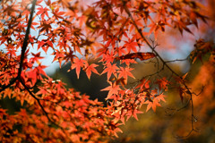 新宿御苑【上の池付近の紅葉】④20241206
