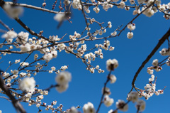 【小田原フラワーガーデン(八重野梅)】②20150214