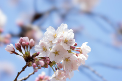 新宿御苑【桜：染井吉野】⑦20170402