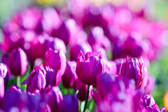 サムエル・コッキング苑【チューリップ：ラップトップ】①20260106