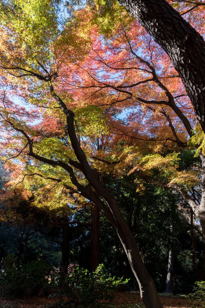 新宿御苑【西休憩所付近の紅葉】②20171209