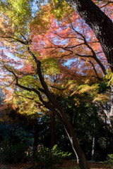 新宿御苑【西休憩所付近の紅葉】②20171209