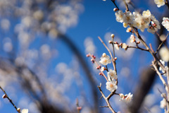 府中市郷土の森【梅の花：野梅】②20200211