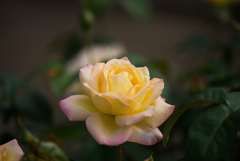 【生田緑地ばら苑(薔薇：ピース)】20161016