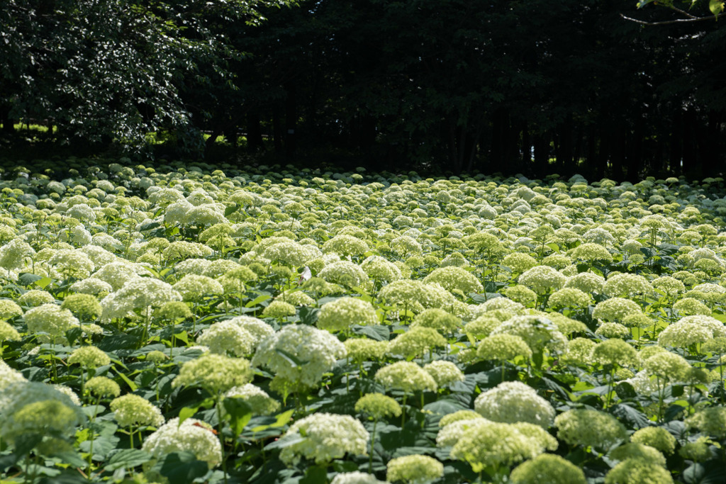 【相模原北公園(紫陽花：アナベル)】①20160611