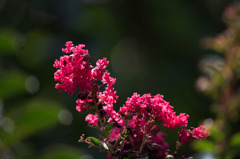 【大船植物園(百日紅：紅百日紅)】②20150802