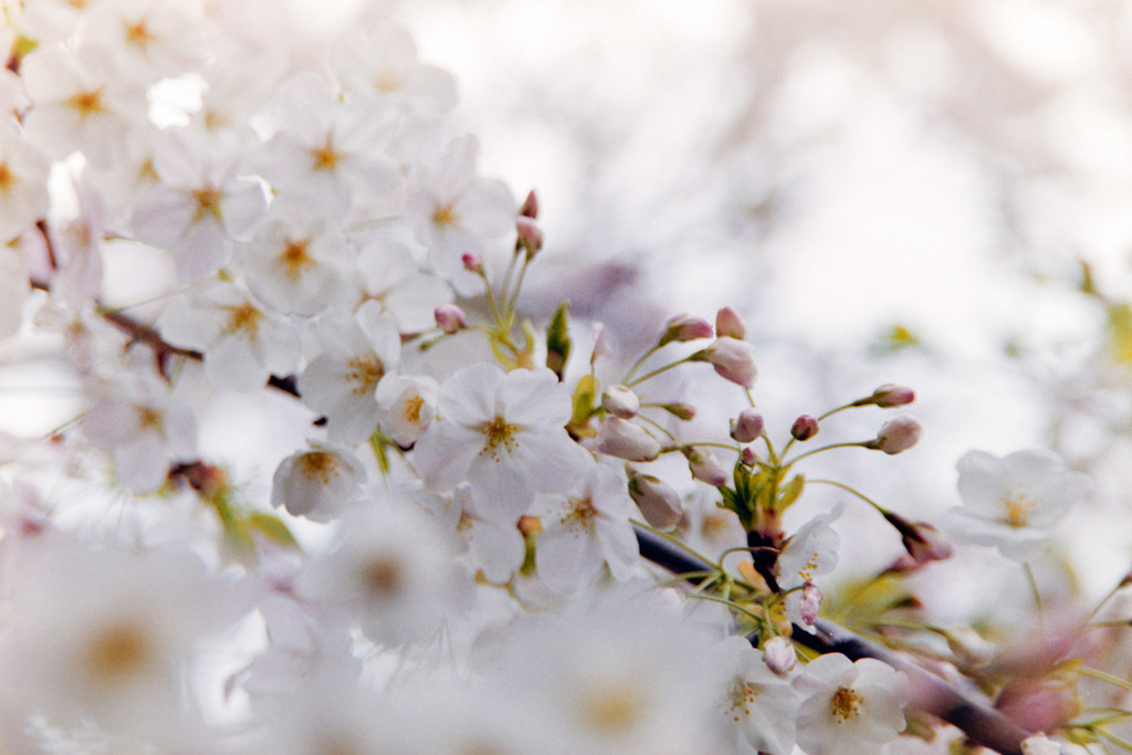 本牧山頂公園【サクラ：山桜】③20190330