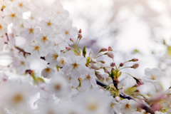 本牧山頂公園【サクラ：山桜】③20190330