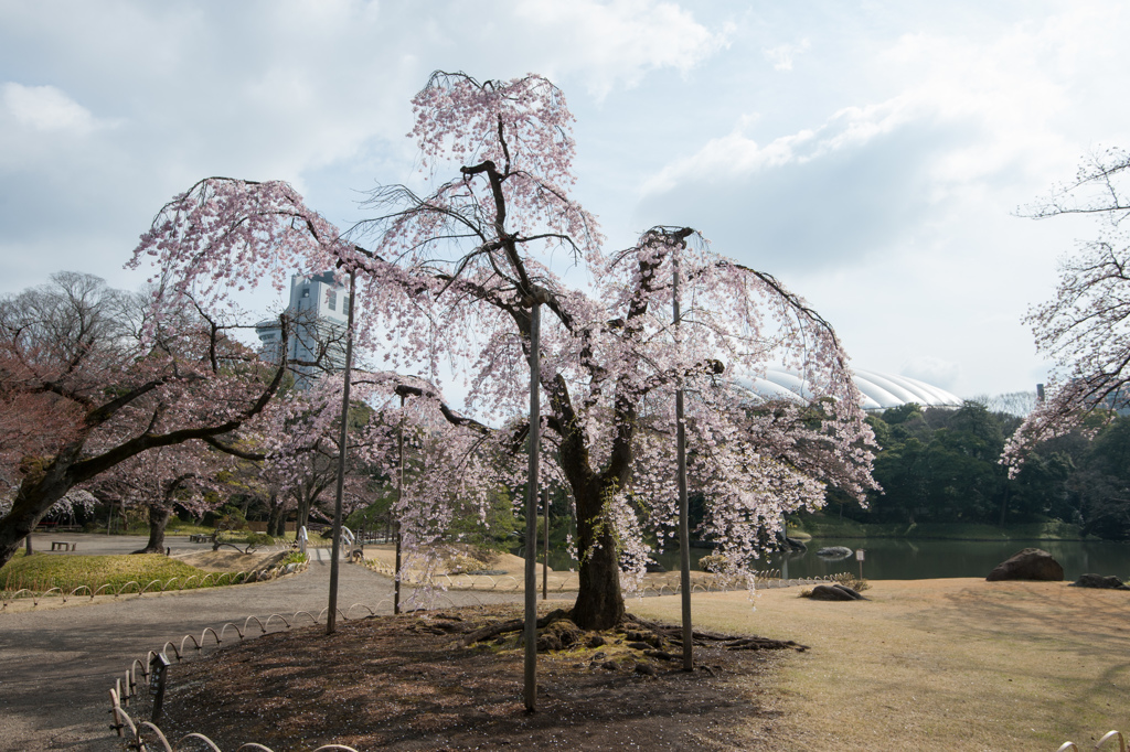 小石川後楽園【桜：馬場桜】①20170402