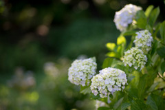 相模原北公園【紫陽花： ホンアジサイ】20190616