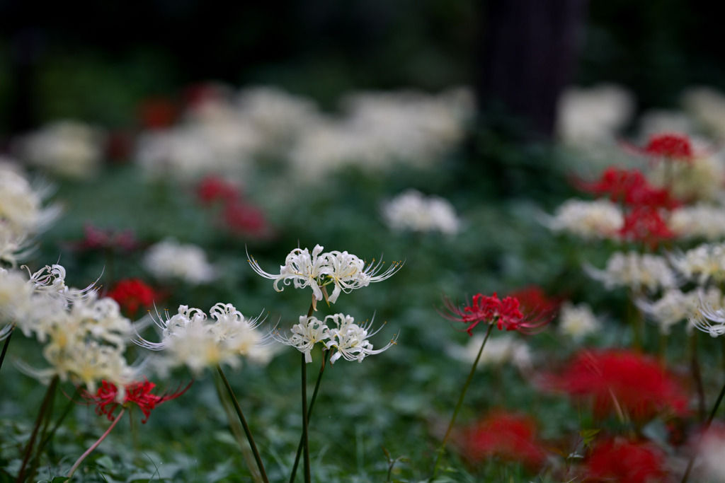 府中市郷土の森【萩のトンネル周辺の白花彼岸花】①20250930