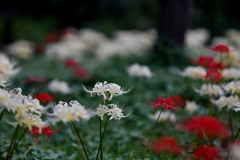 府中市郷土の森【萩のトンネル周辺の白花彼岸花】①20250930