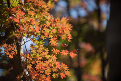 昭和記念公園【日本庭園：紅葉の様子】⑤20201114