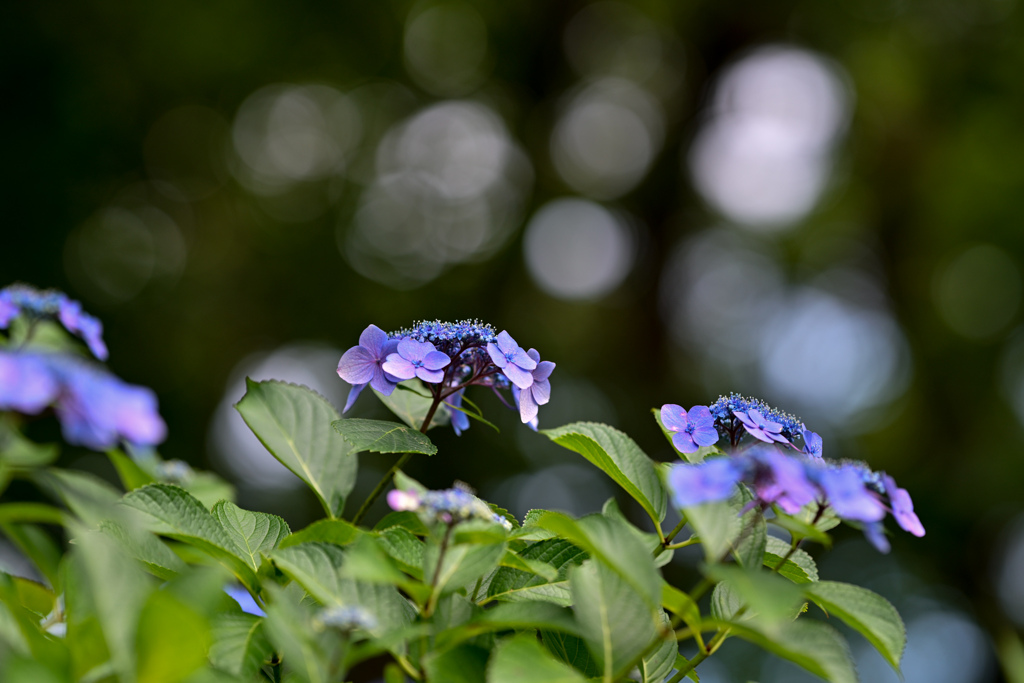 薬師池公園【紫陽花：えびね苑】①20240620