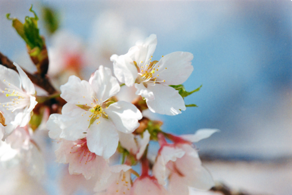 大船フラワーセンター【桜：玉縄桜のアップ】⑤20230308銀塩NLP