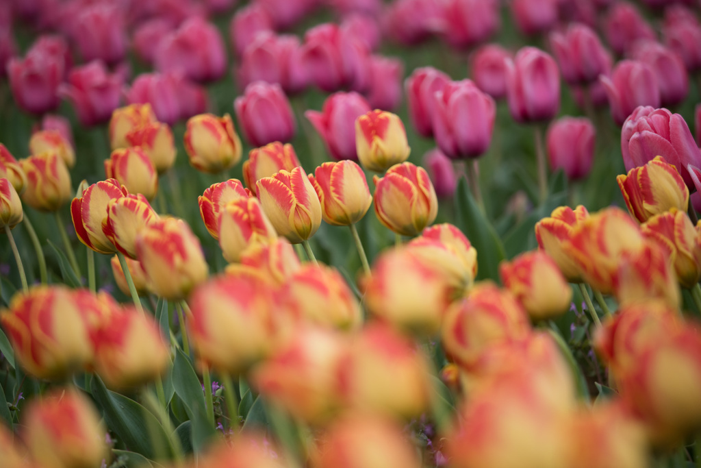 【花菜ガーデン(バニャルカ)】②20150404