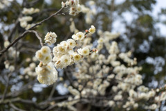 大船フラワーセンター【梅の花：玉牡丹】①20200215