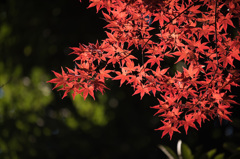 【ささぶねの道の紅葉】⑥20141123
