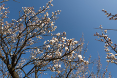 小田原フラワーガーデン【梅：八重野梅】①20170107