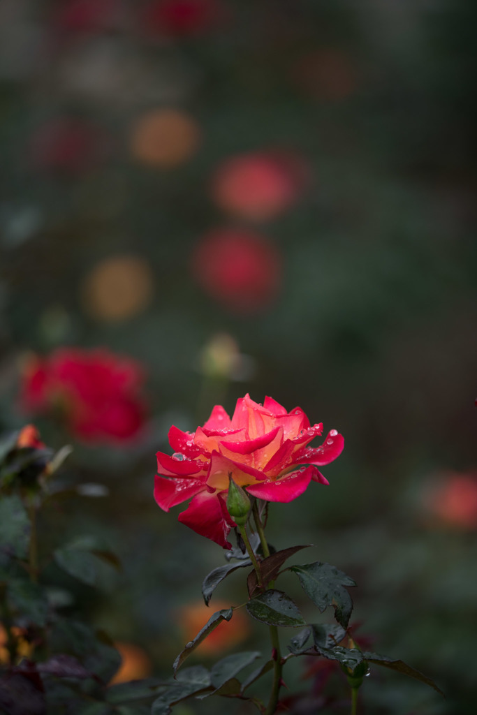 【神代植物公園(チャールストン)】20151011