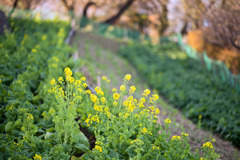 吾妻山公園【菜の花のピックアップ】②20260104