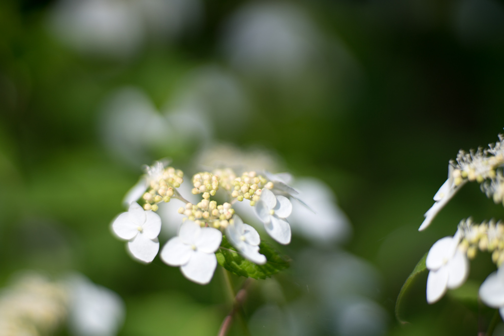 薬師池公園【紫陽花：白花山アジサイ】20220605