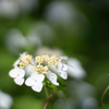 薬師池公園【紫陽花：白花山アジサイ】20220605