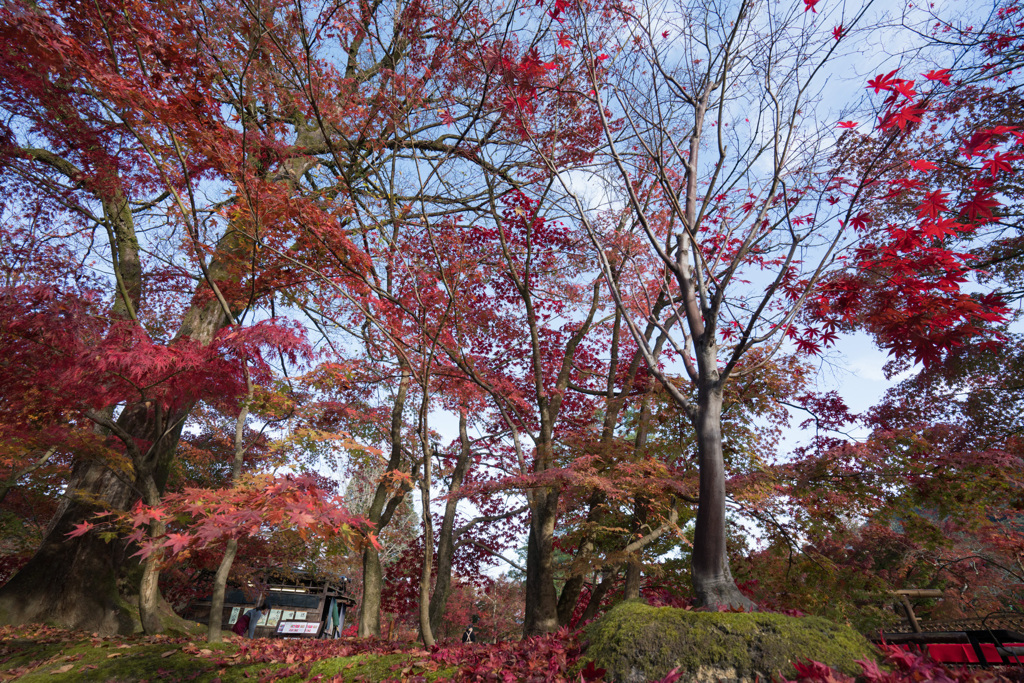 京都の紅葉【永観堂：画仙堂付近】①20201126