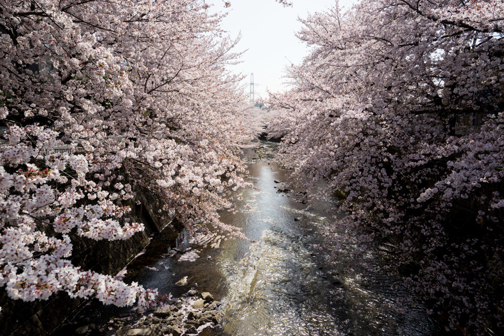 【恩田川の桜】①20180331