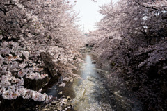 【恩田川の桜】①20180331