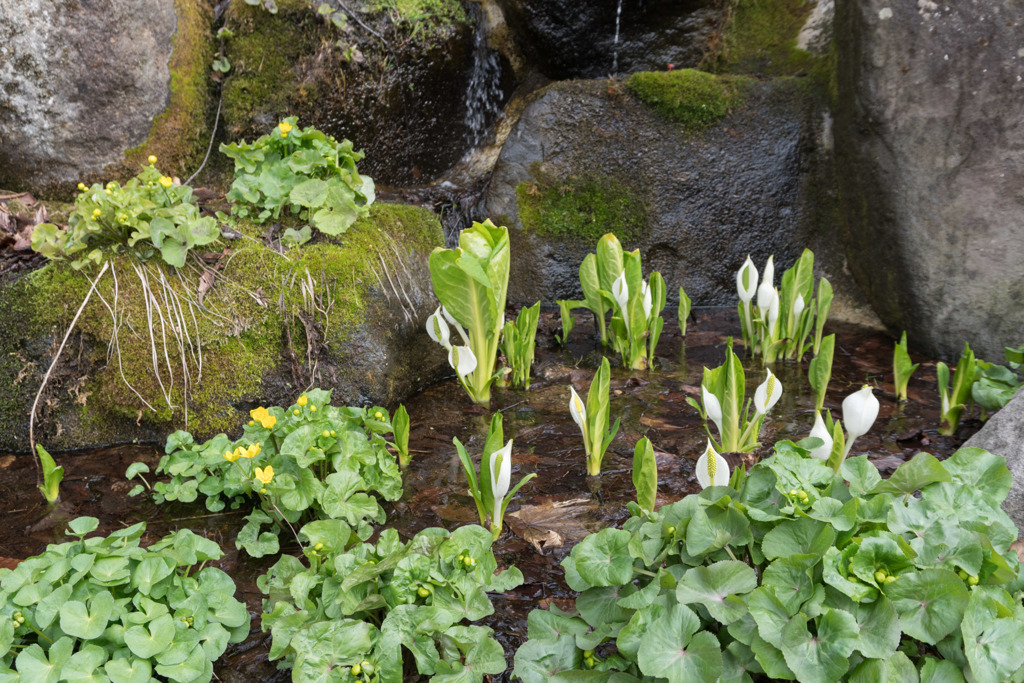 東北お花見ツアー【蔵王温泉にいた水芭蕉】20180423
