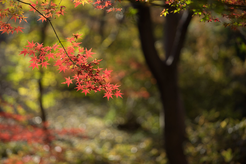 六義園【紅葉：藤代峠】20171202