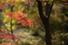 六義園【紅葉：藤代峠】20171202