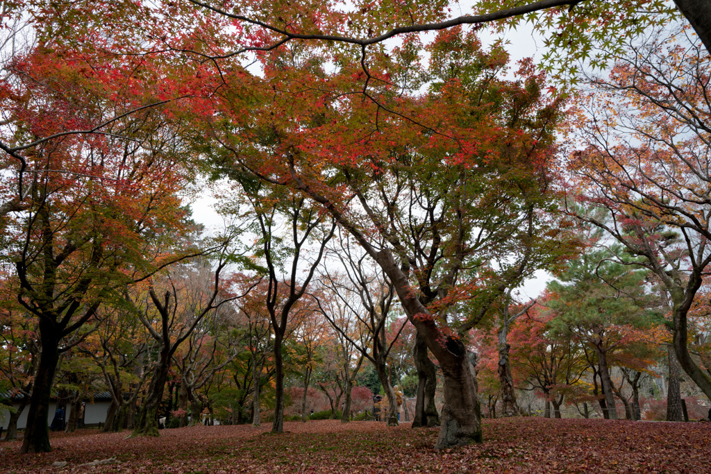 京都の紅葉【東福寺】①20201126