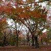 京都の紅葉【東福寺】①20201126