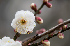 【小田原フラワーガーデン(辻村早咲)】②20150124