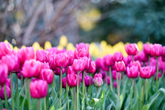 サムエル・コッキング苑【チューリップ：ダブルプリンセス】②20260106