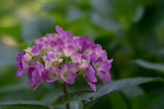 薬師池公園【紫陽花】③20170603