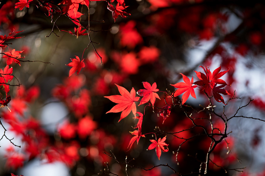 【新宿御苑(翔天亭近くの紅葉)】②20151212