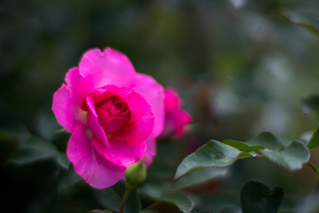 神代植物公園【秋バラ：うらら】20191020